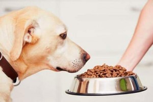 Какие витамины нужно давать собакам