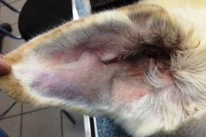 Гематома уха у собаки лечение
