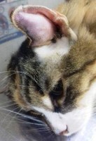 Дооперационный вид гематомы уха у кошки