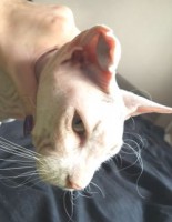 Внешний вид уха кошки с отогематомой