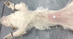 стерилизация собак лапароскопическим методом