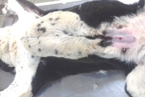стерилизация собак лапароскопическим методом москва