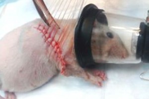 Крыса на операции по удалению новообразования на боку