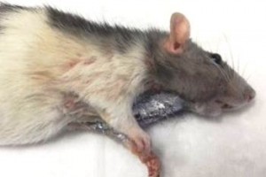 Фиброаденома молочной железы у крысы - ПОСЛЕ
