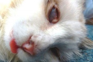 Патологическая спайка глаза у котенка