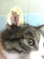 Гематома уха у кошки лечение в домашних условиях