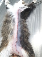 Вид кошки после операции по унилатеральной мастэктомии