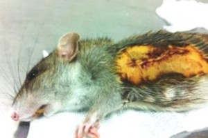 Огромная опухоль на боку у крысы -ПОСЛЕ