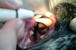Процесс удаления зубного камня у собаки