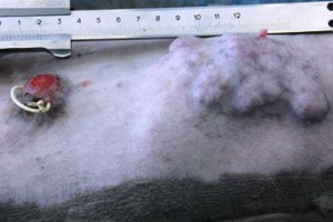 Рак молочной железы у британской кошки