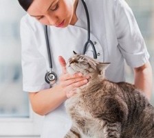 Лапароскопическая стерилизация кошек в Москве