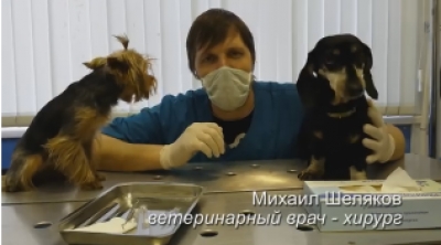 Чистка зубов собаке ультразвуком в приемной доктора М.Шелякова