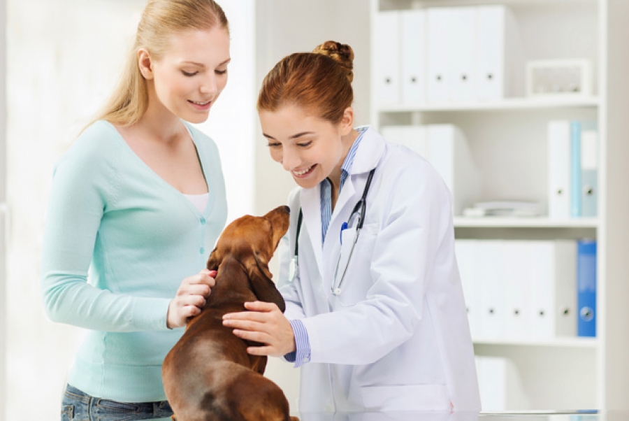 Помощь ветеринара при удалении опухоли у собаки
