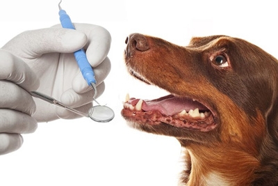 Стоматологическая помощь собаке