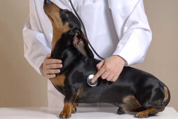 Развитие и лечение паховой грыжи у собаки