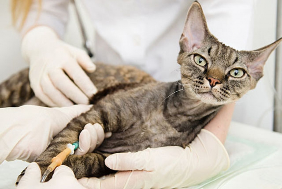 Переливание крови у собак и кошек