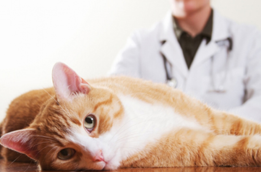 Возможные риски для здоровья нестерилизованной кошки