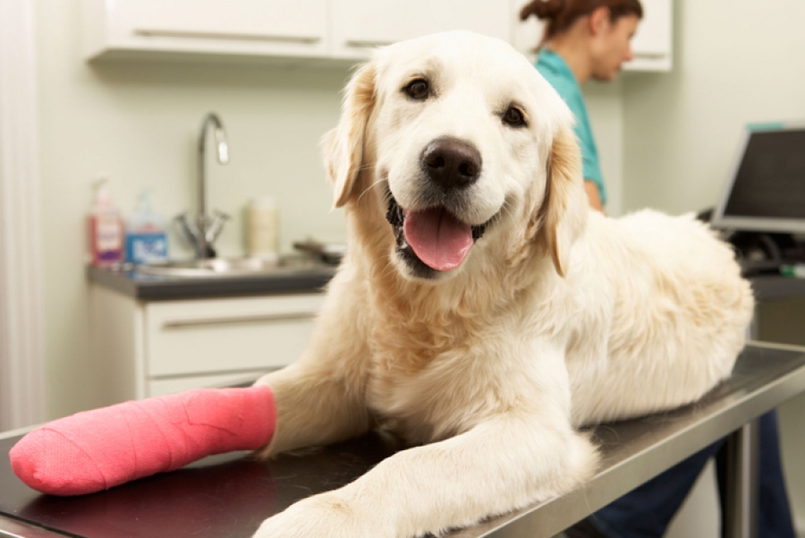 Защемление нерва у собаки: симптомы, диагностика и лечение