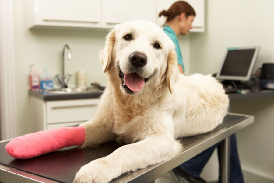 Хирургическая помощь собаке. Цены ветеринарной клиники.