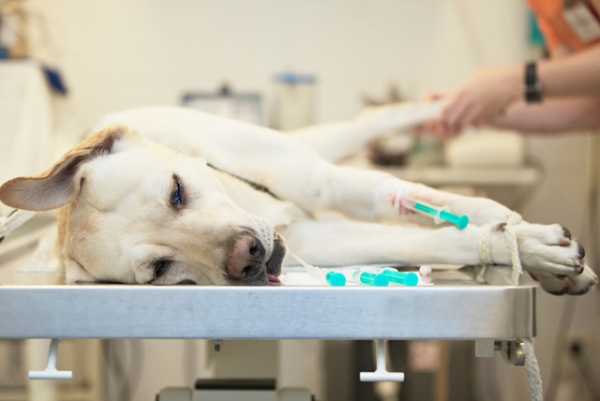 Рак у собаки: симптомы, лечение и профилактика