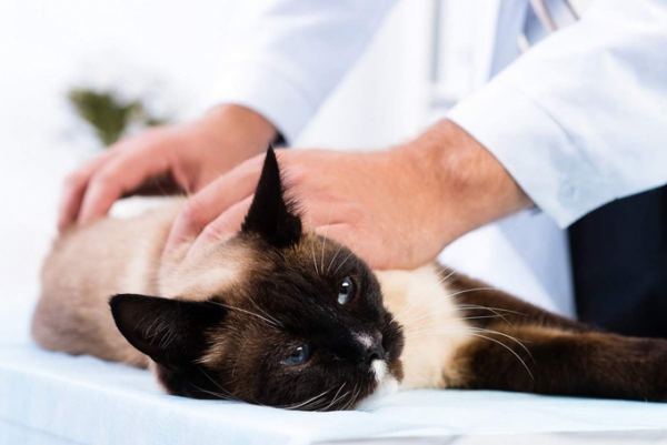 Можно-ли стерилизовать кошку во время течки: советы и отзывы
