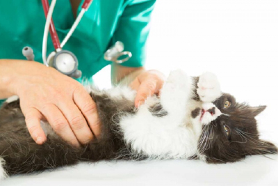 Аденокарцинома у кошки: причины, симптомы, диагностика и лечение