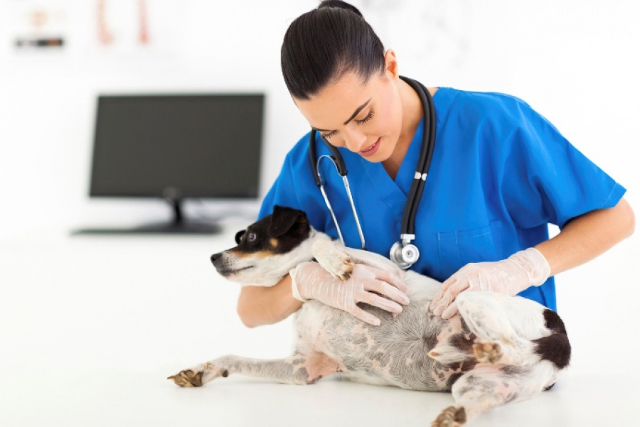 Жировики у собак: причины возникновения липомы у собак, лечение, фото