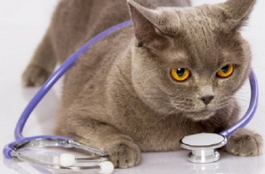 Плюсы и минусы стерилизации кошек и кастрации котов