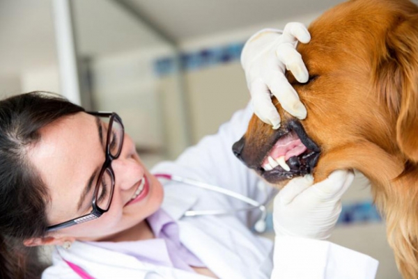 Ветеринарная стоматология домашних животных