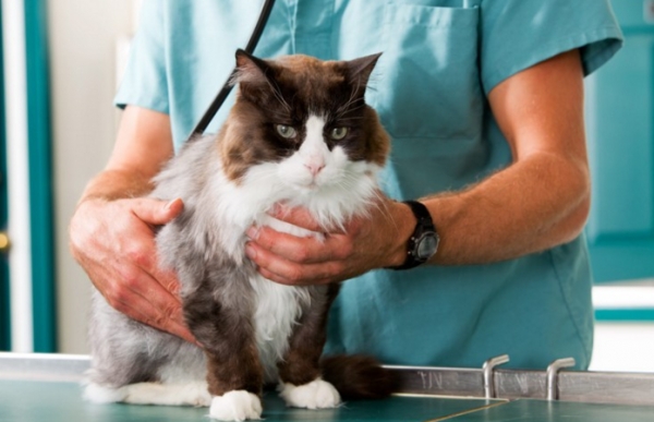 Стерилизация кормящей кошки или чем кормить кошку после стерилизации.
