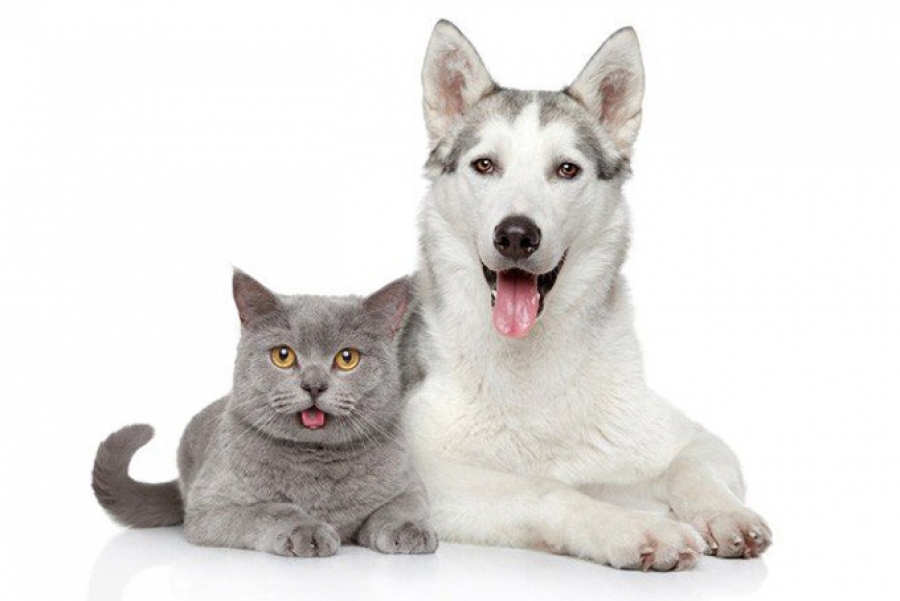 Фото кошки и собаки на белом фоне