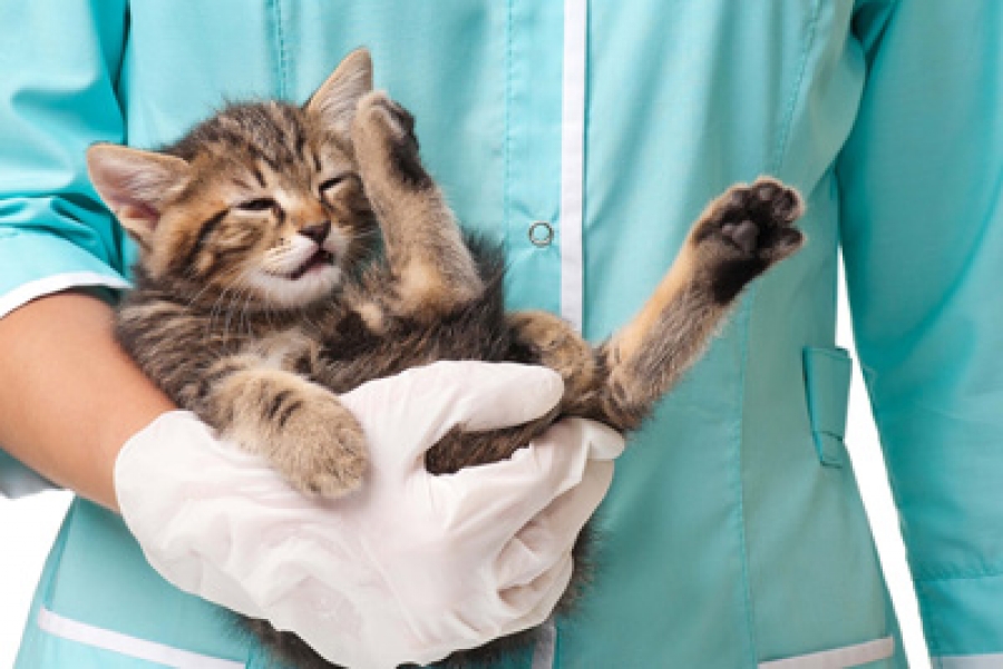 Признаки онкологического заболевания у кошек: диагностика, причины и лечение