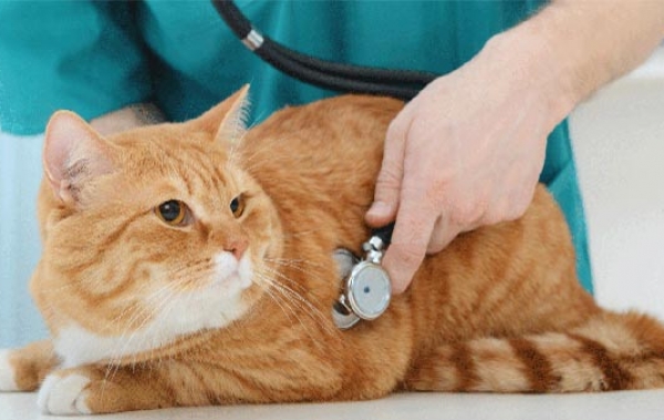 Как распознать и лечить пупочную грыжу у котенка: симптомы и методы лечения