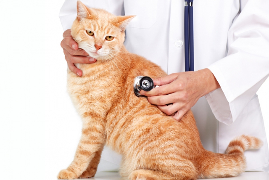 Эндоскопия гортани и бронхов у собак и кошек