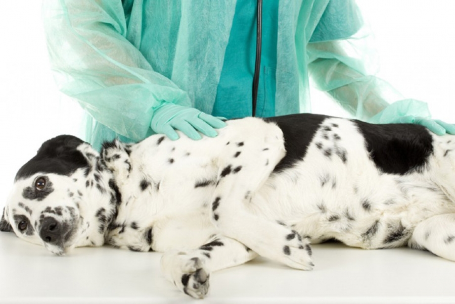 Операции на позвоночнике собакам и безоперационное лечение межпозвоночных грыж