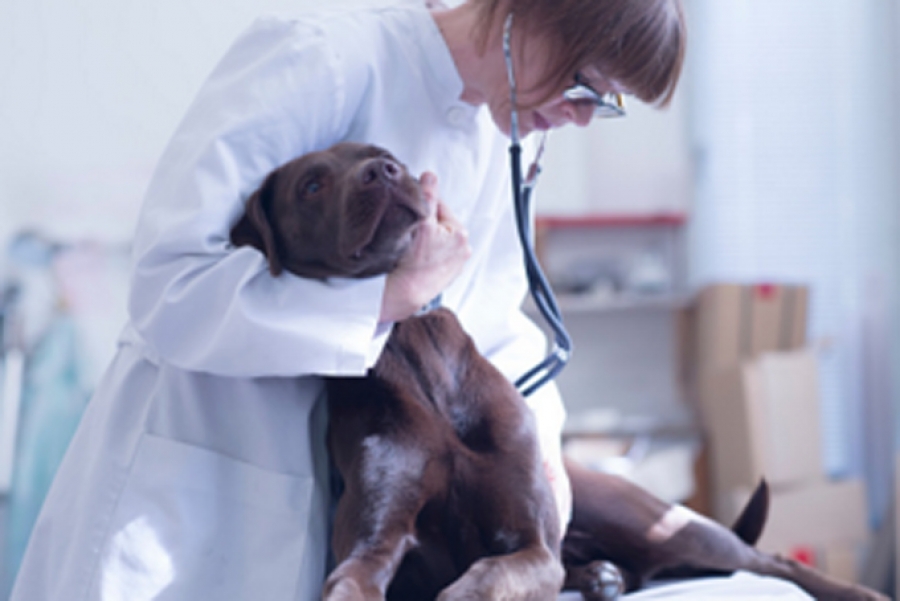 Лечение рака молочных желез у собак- удаление опухоли молочной железы у  собаки