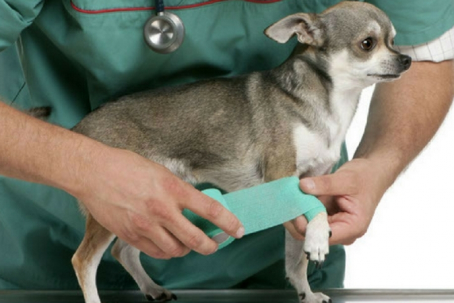 Травматология. Перелом лапы у собаки и кошки. Выбор лечения.