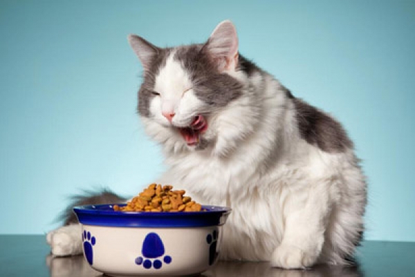 Чем кормить кошку после стерилизации
