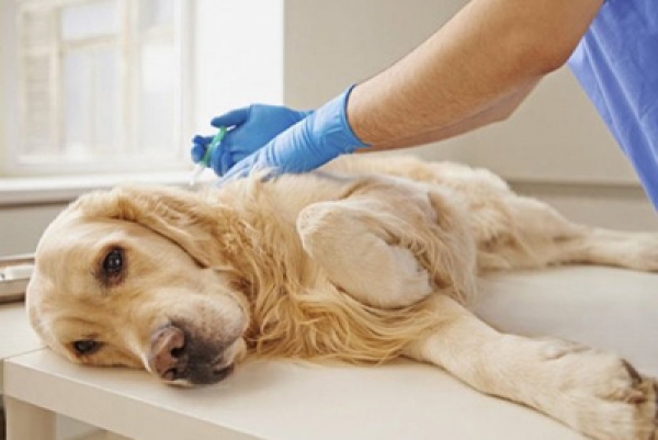Онкологические заболевания у собак: сиптомы и лечение
