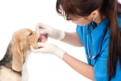 Профессиональная чистка зубов собаке ультразвуком